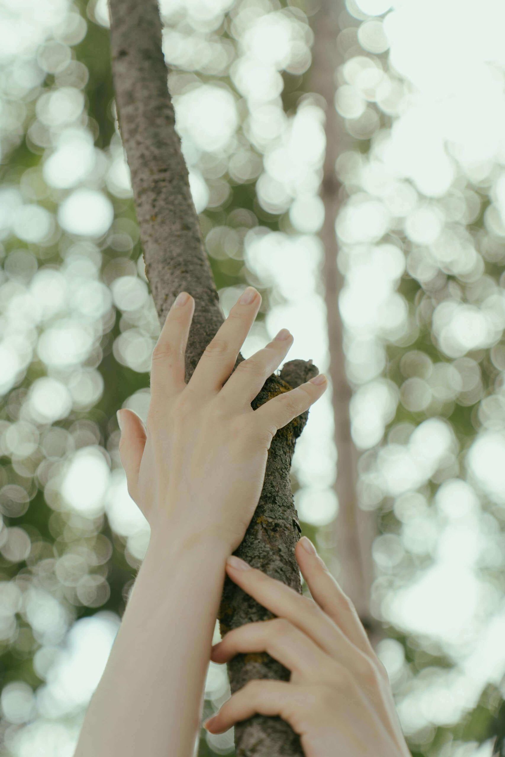 Manos abrazando rama scaled