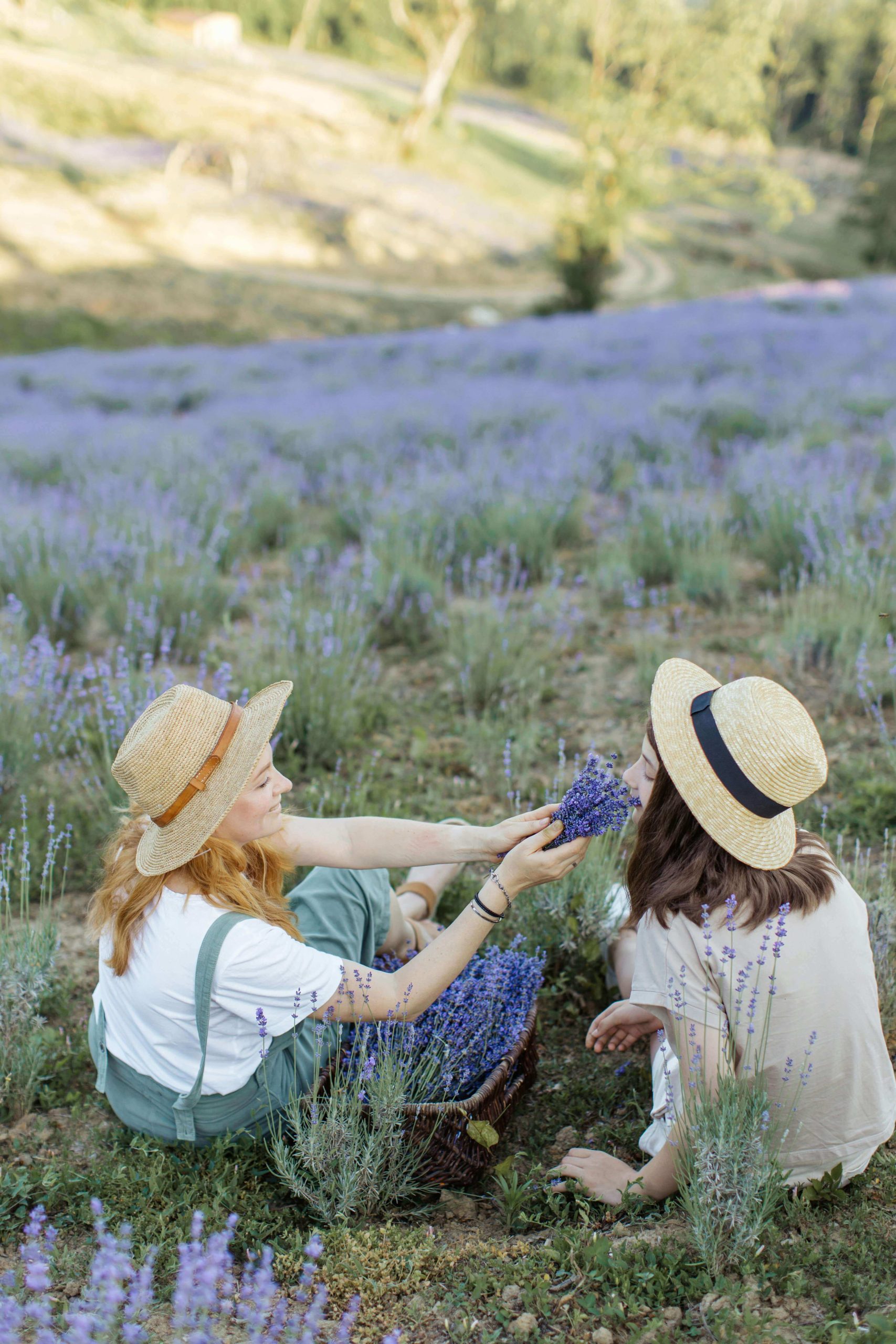 mujeres recogiendo lavanda en el campo scaled